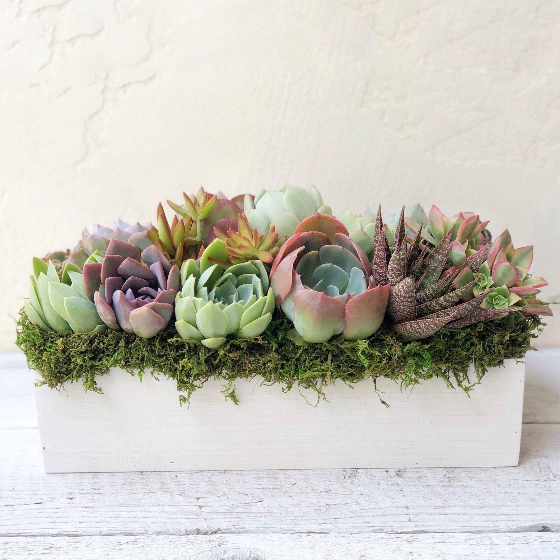 Clementine Succulent Planter.