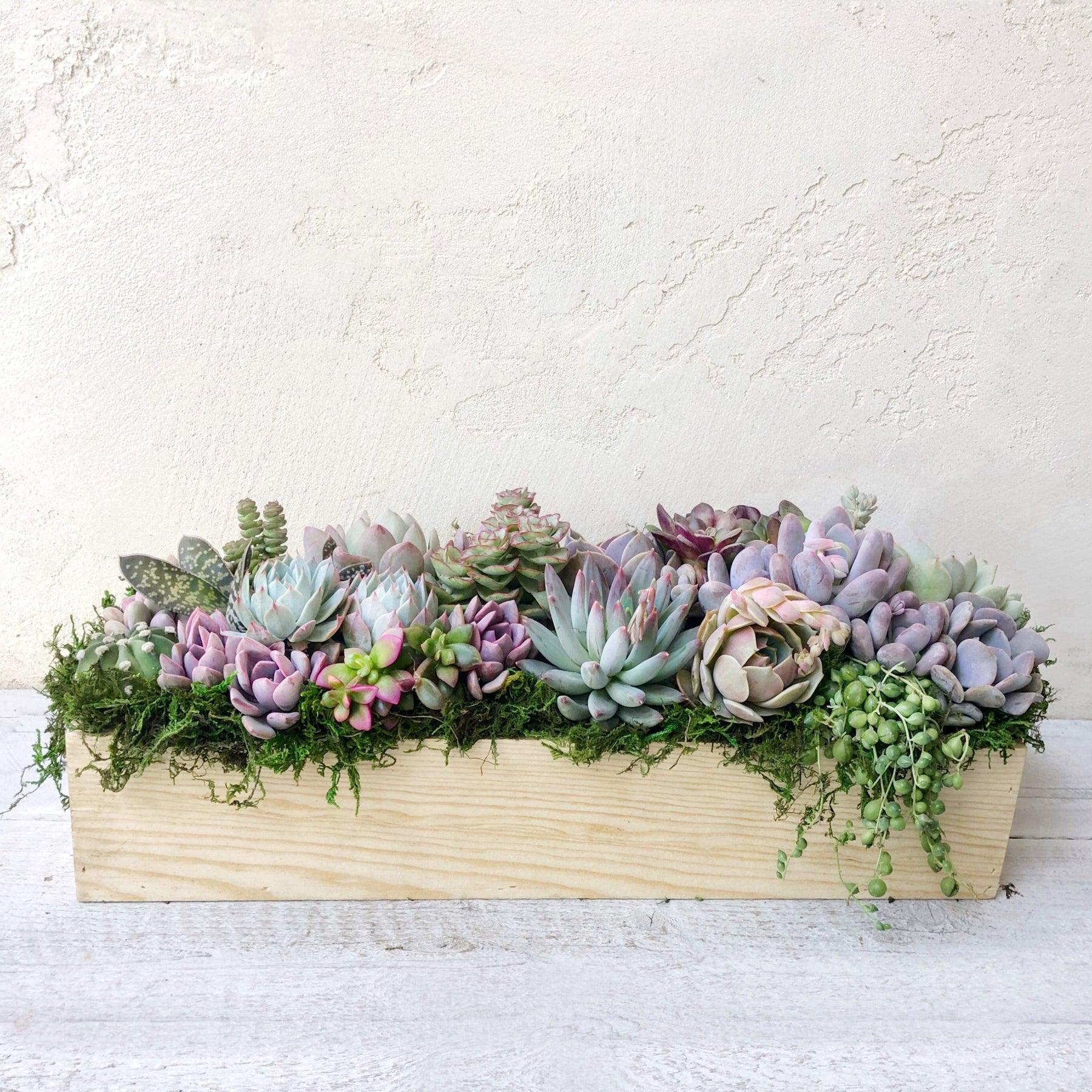 Clementine Succulent Planter.