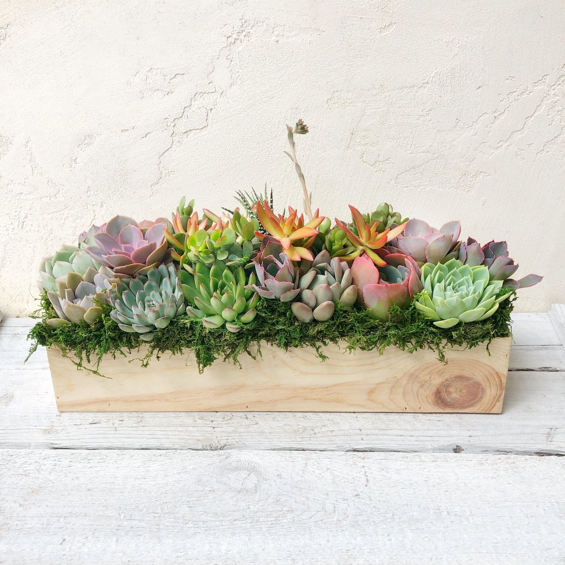 Clementine Succulent Planter.