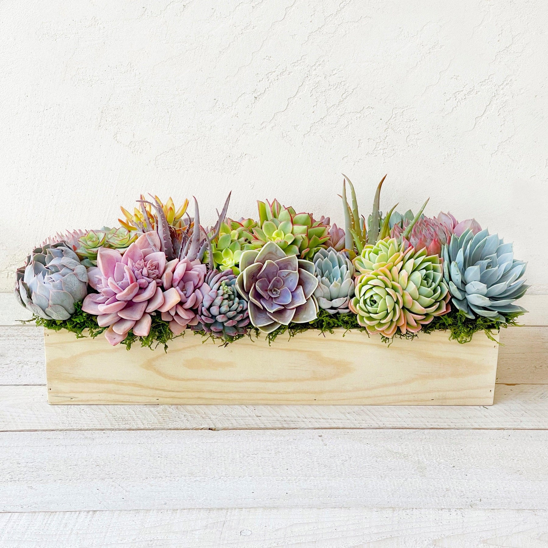 Clementine Succulent Planter.