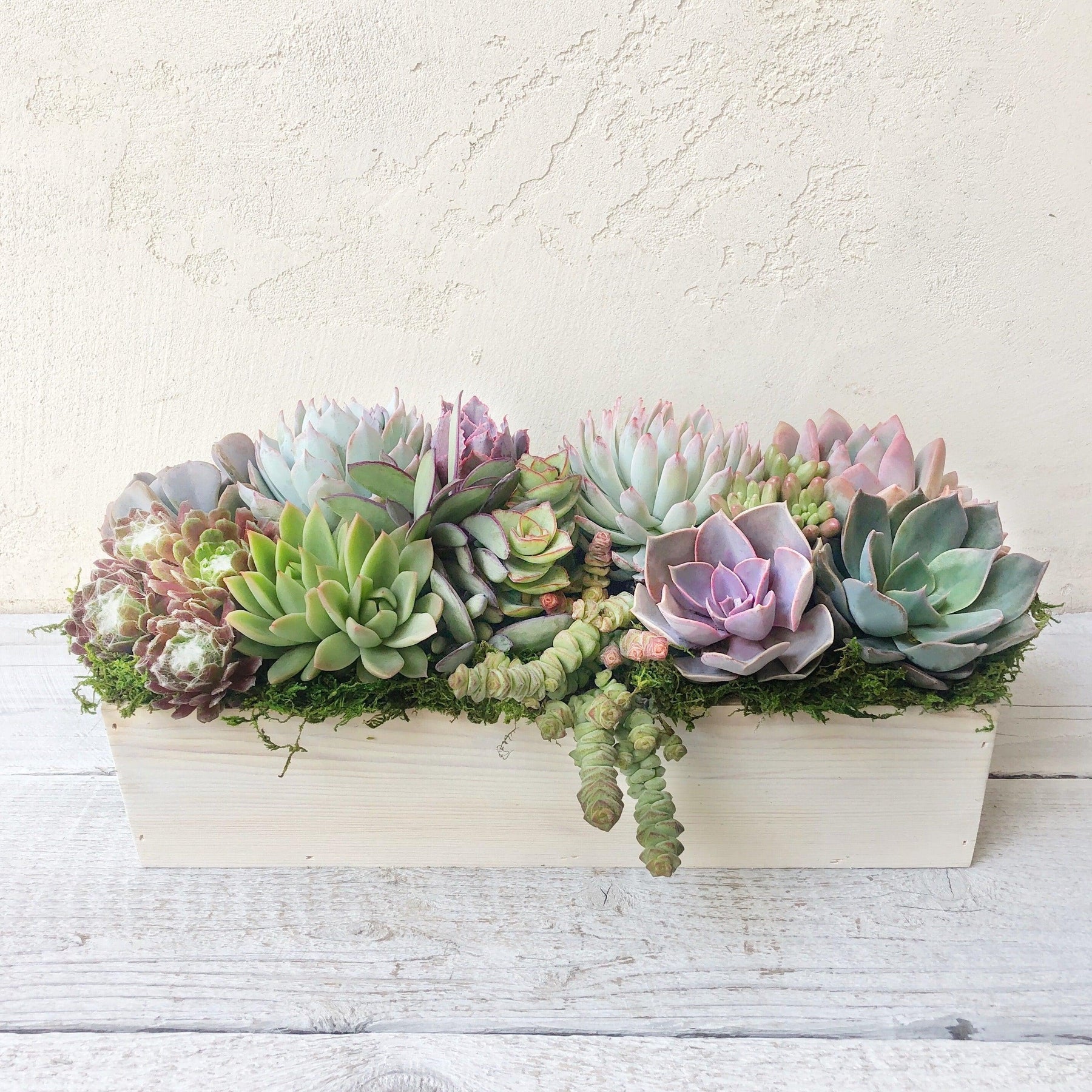 Clementine Succulent Planter.