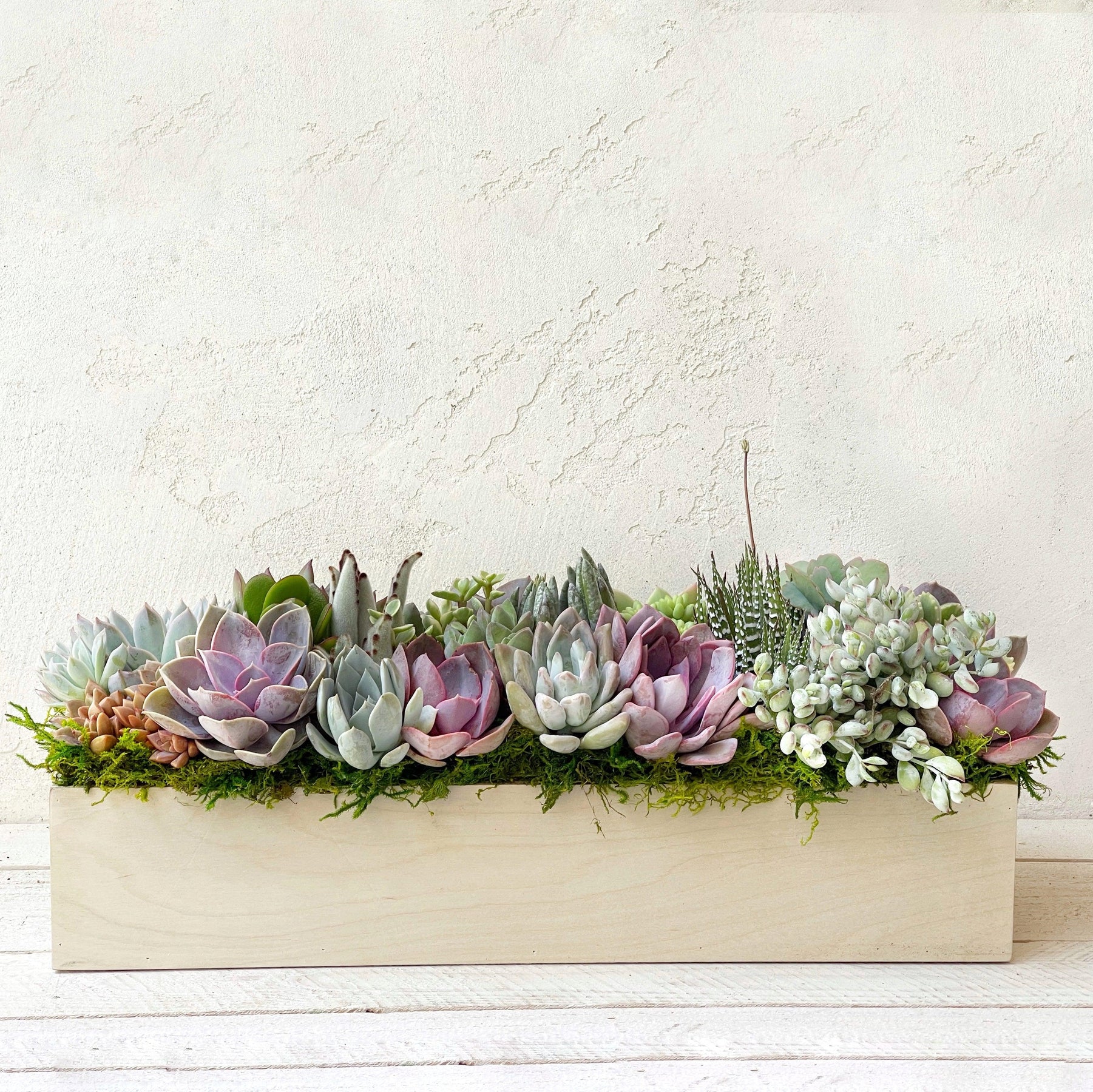 Clementine Succulent Planter.