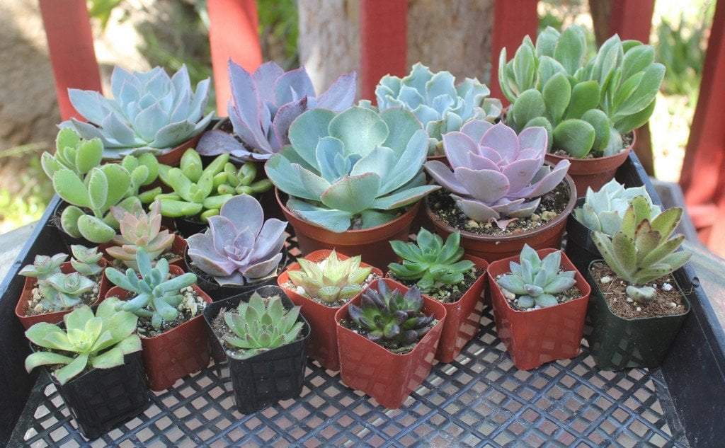Collection - 20 Different Succulents-Succulent - Medium-The Succulent Source