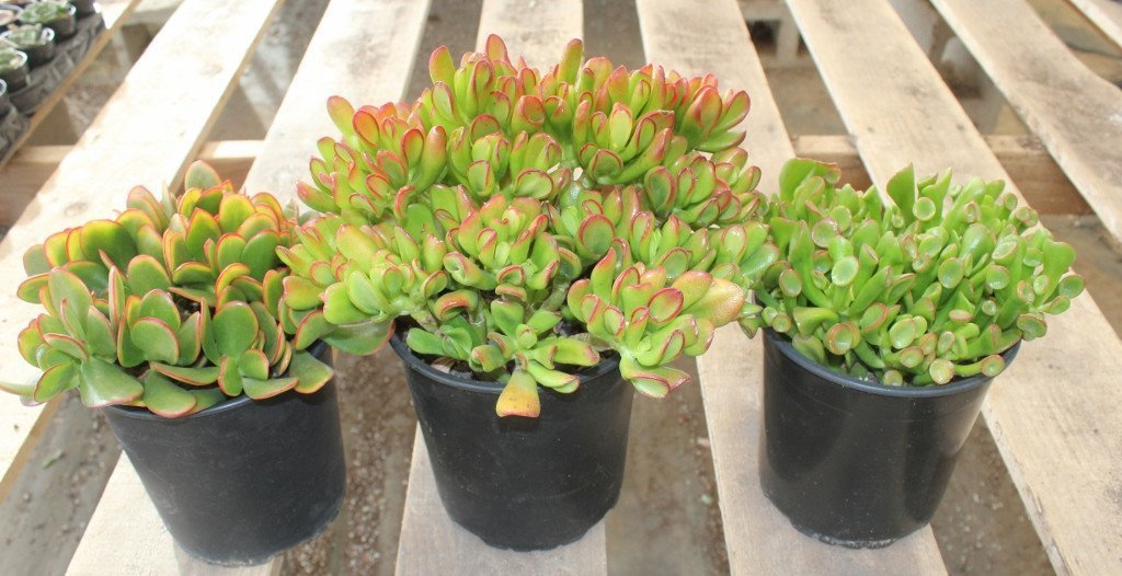 jade plant collection Collection of 3 Jade types in their own 1 gallon plastic container