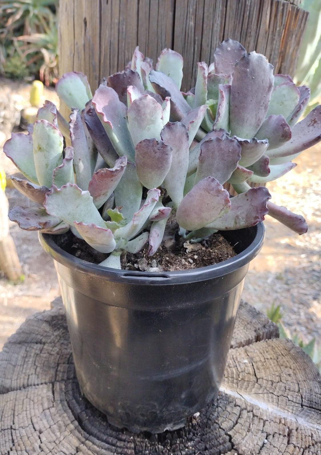 succulent looks like lettuce Cotyledon "Lechuga" 1 gallon