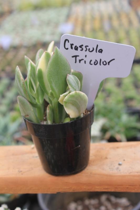 Crassulas & Kalanchoes by Beau-Succulent - Small-The Succulent Source