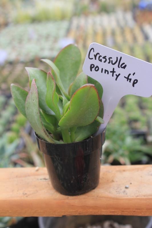 Crassulas & Kalanchoes by Beau-Succulent - Small-The Succulent Source