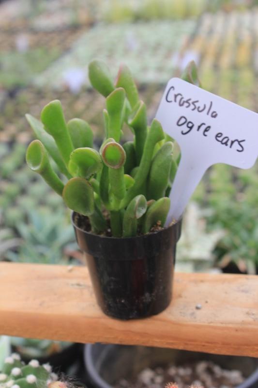 Crassulas & Kalanchoes by Beau-Succulent - Small-The Succulent Source