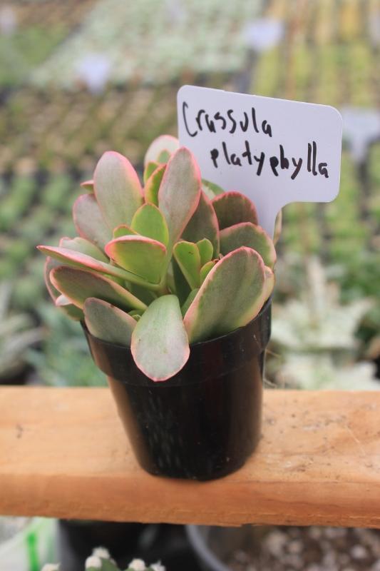 Crassulas & Kalanchoes by Beau-Succulent - Small-The Succulent Source