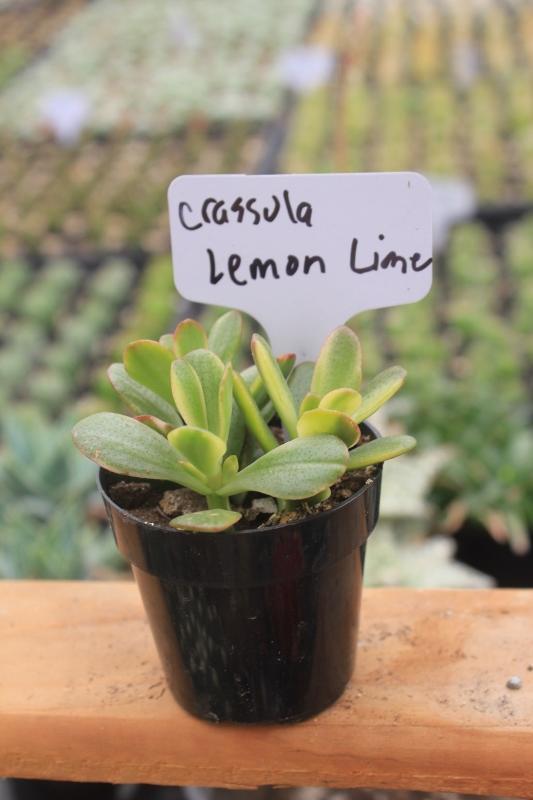 Crassulas & Kalanchoes by Beau-Succulent - Small-The Succulent Source