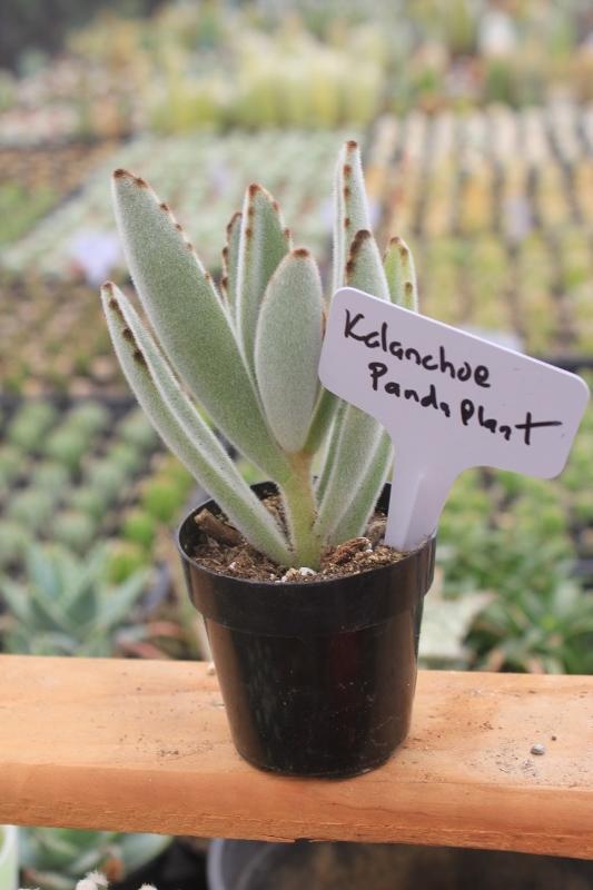 Crassulas & Kalanchoes by Beau-Succulent - Small-The Succulent Source