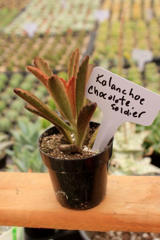 Crassulas & Kalanchoes by Beau-Succulent - Small-The Succulent Source