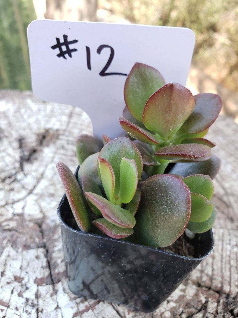 Crassulas & Kalanchoes by Beau-Succulent - Small-The Succulent Source
