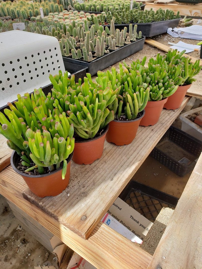 Crassulas & Kalanchoes by Beau-Succulent - Small-The Succulent Source