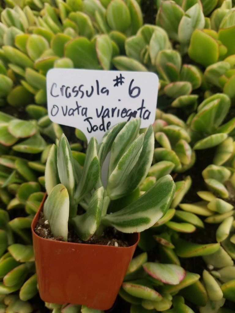 Crassulas & Kalanchoes by Beau-Succulent - Small-The Succulent Source