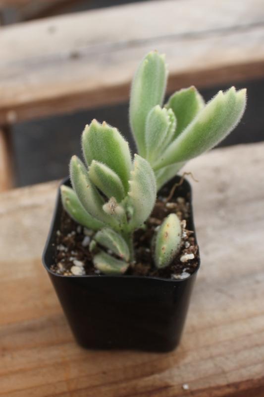 Crassulas & Kalanchoes by Beau-Succulent - Small-The Succulent Source