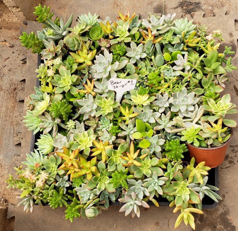 Crassulas & Kalanchoes by Beau-Succulent - Small-The Succulent Source