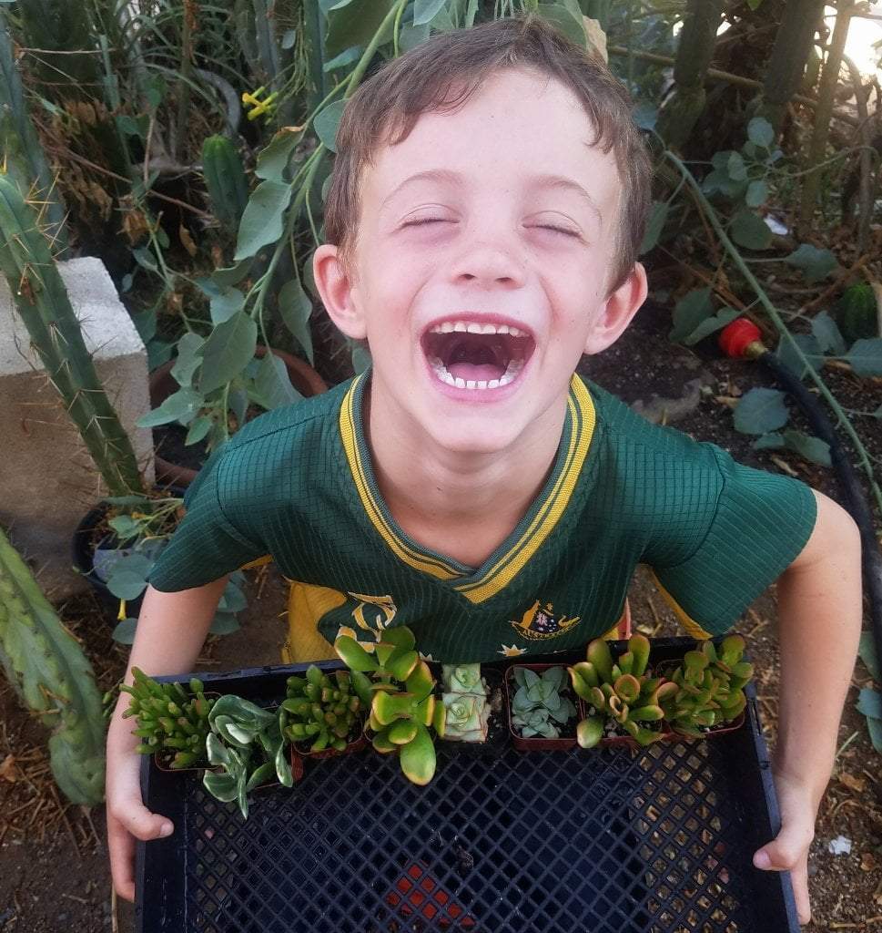 Crassulas & Kalanchoes by Beau-Succulent - Small-The Succulent Source