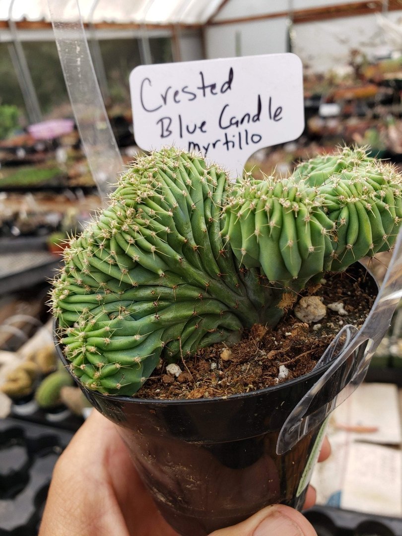 Crested & Monstrose Cactus by Blaise-Cactus - Small-The Succulent Source