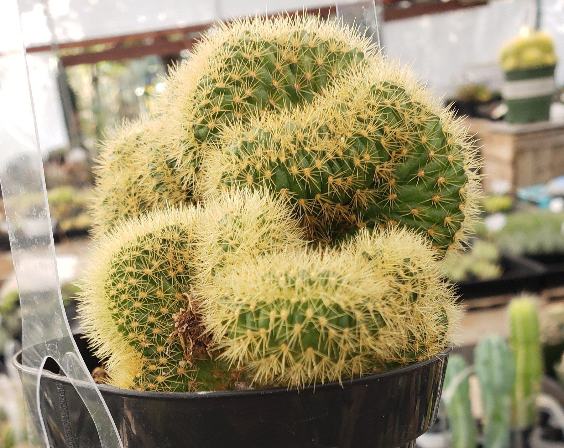 Crested & Monstrose Brain Cactus by Blaise-Cactus - Small-The Succulent Source