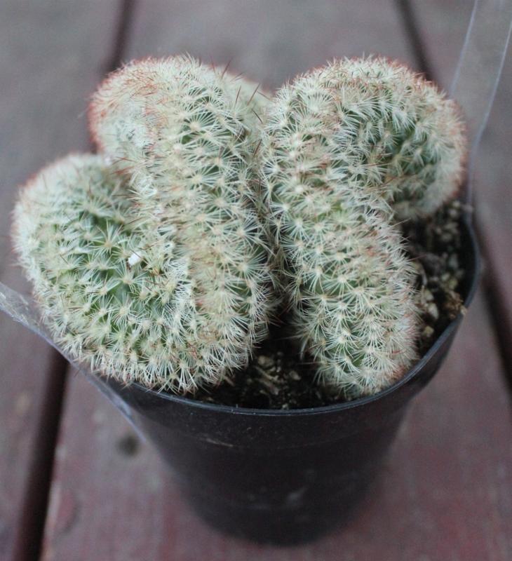 Crested & Monstrose Cactus by Blaise-Cactus - Small-The Succulent Source