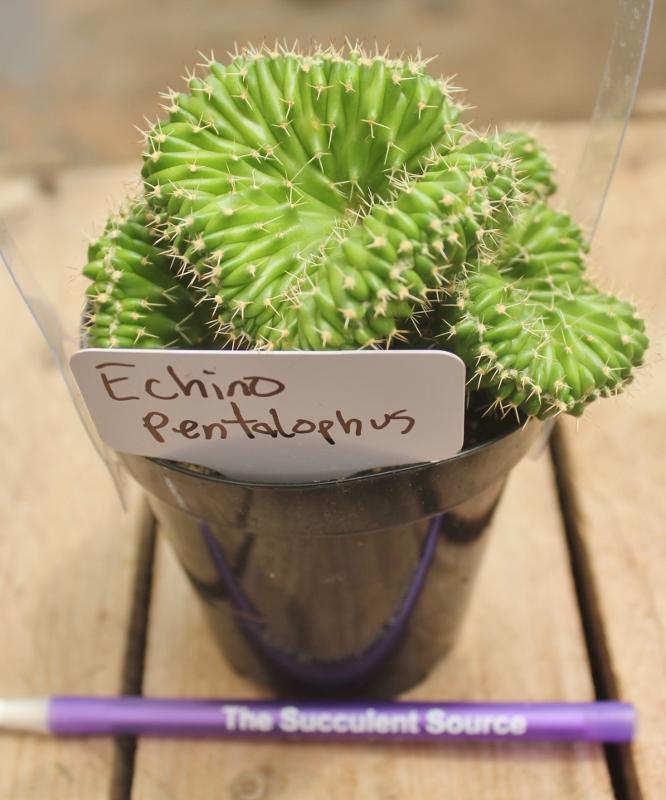 Crested & Monstrose Cactus by Blaise-Cactus - Small-The Succulent Source