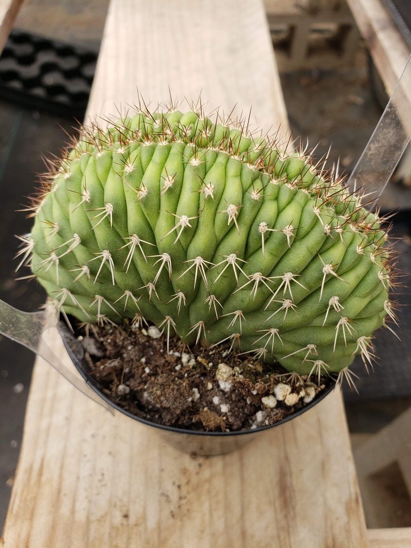 Crested & Monstrose Cactus by Blaise-Cactus - Small-The Succulent Source