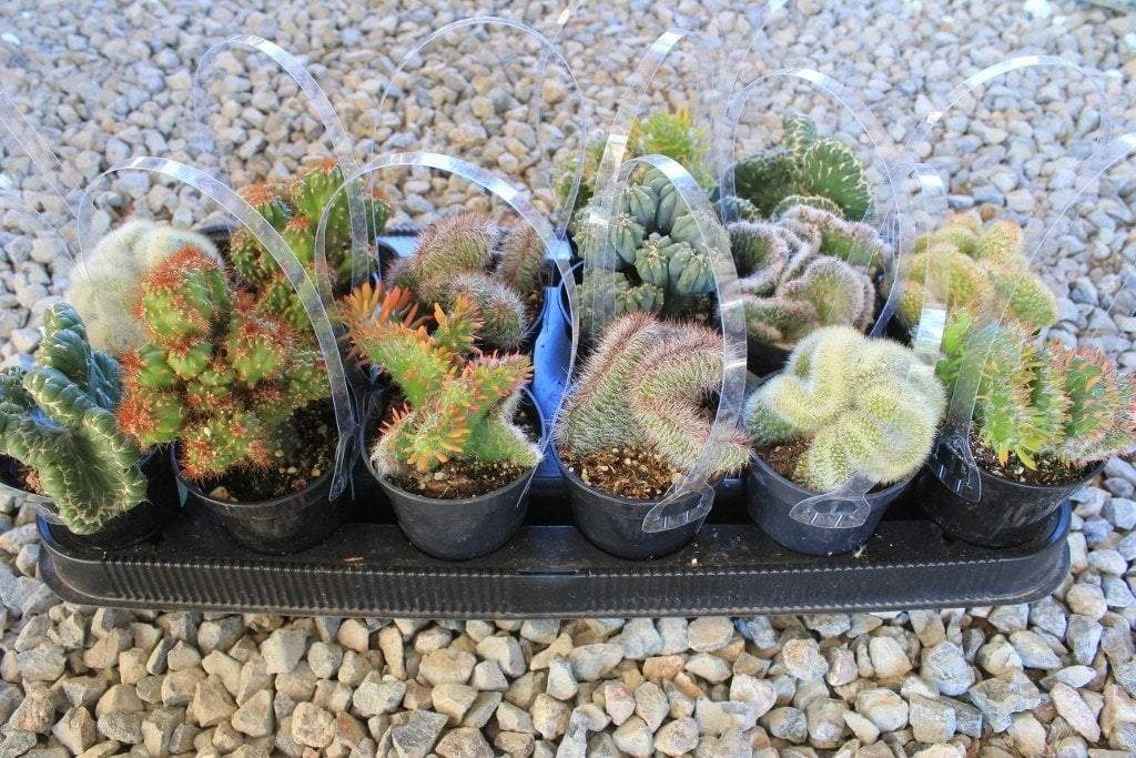 Crested & Monstrose Brain Cactus by Blaise in 3.5” containers