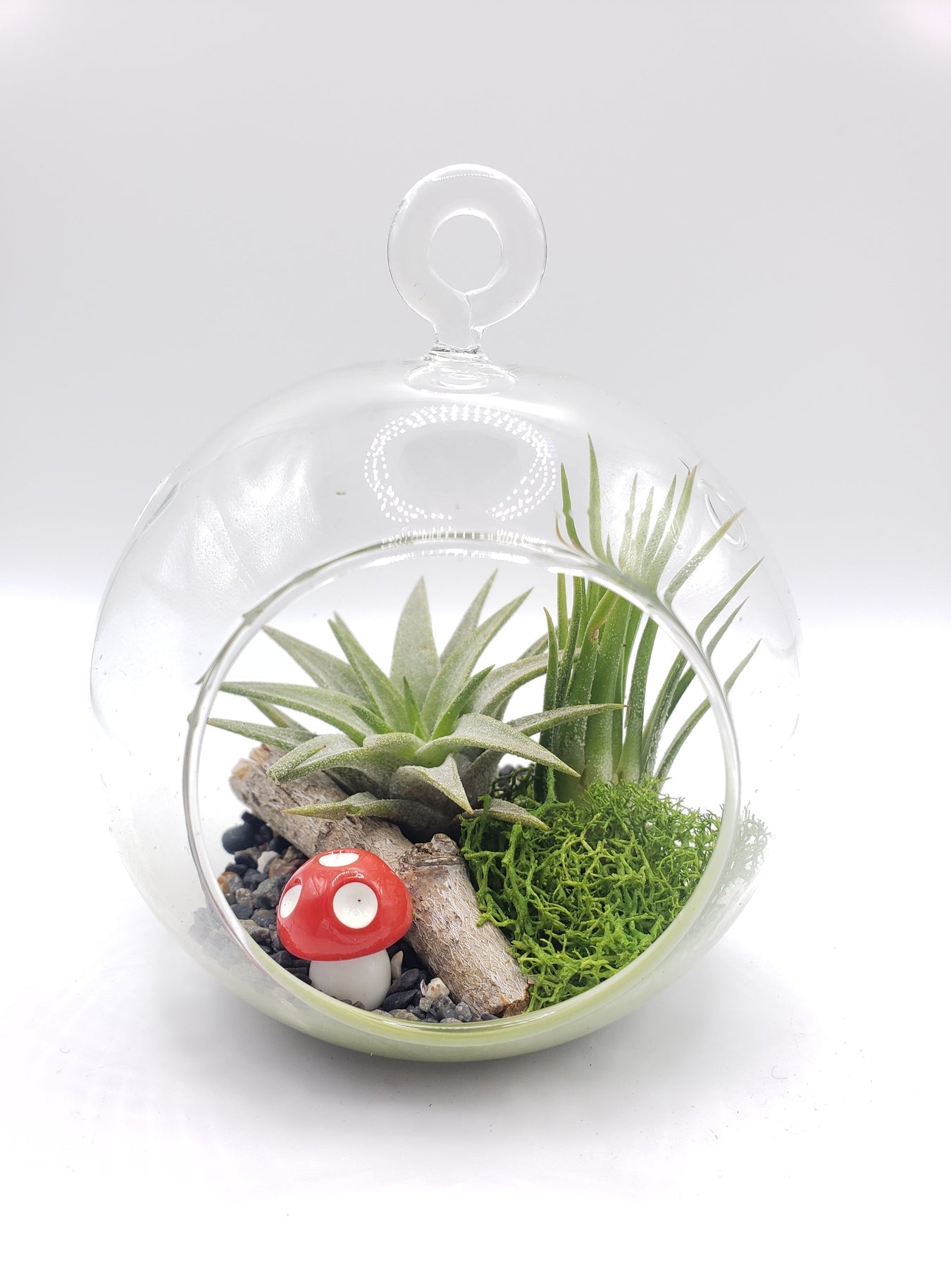 DIY Air Plant Terrarium Kit-Succulent - Gift-The Succulent Source
