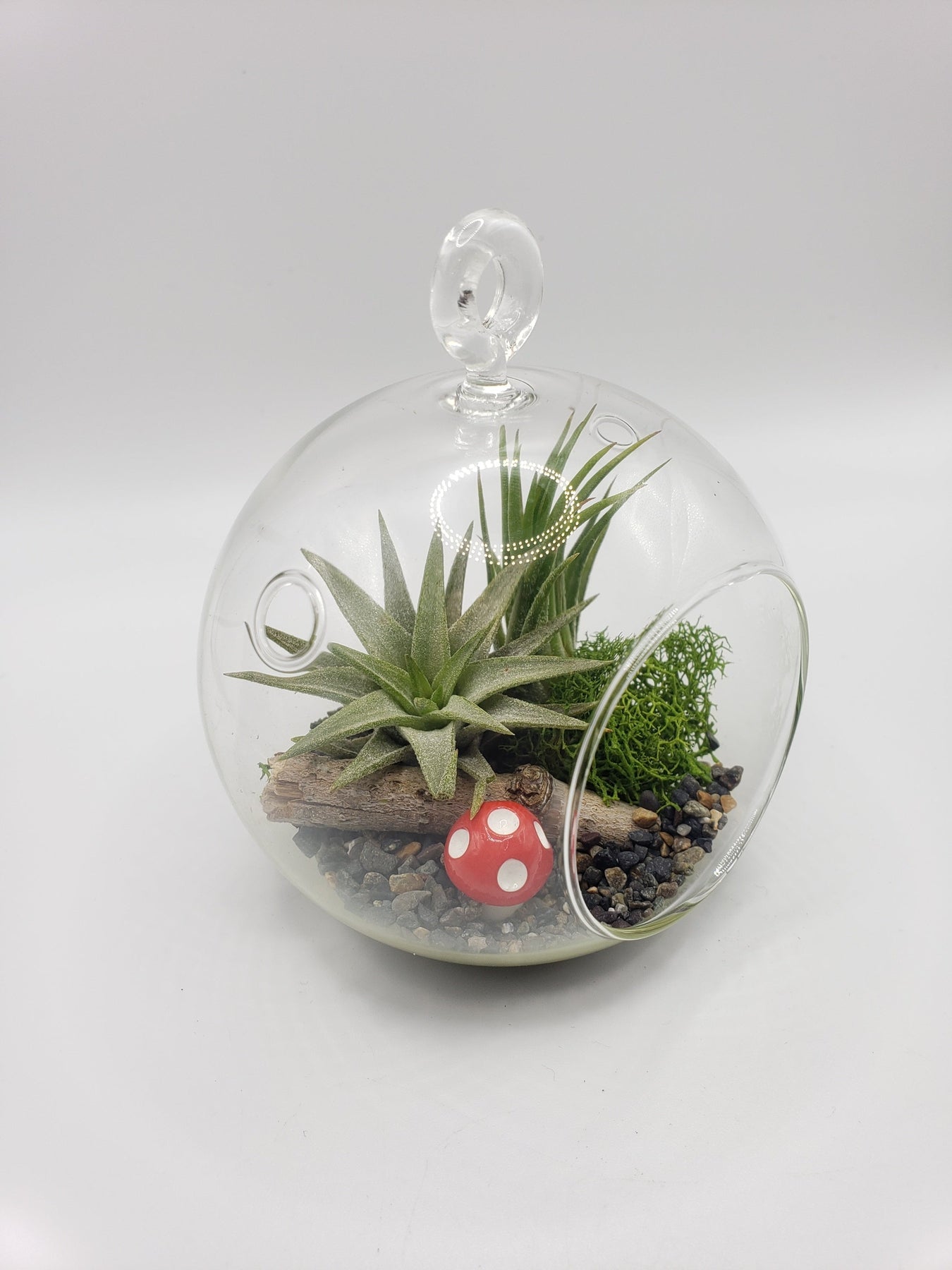DIY Air Plant Terrarium Kit-Succulent - Gift-The Succulent Source