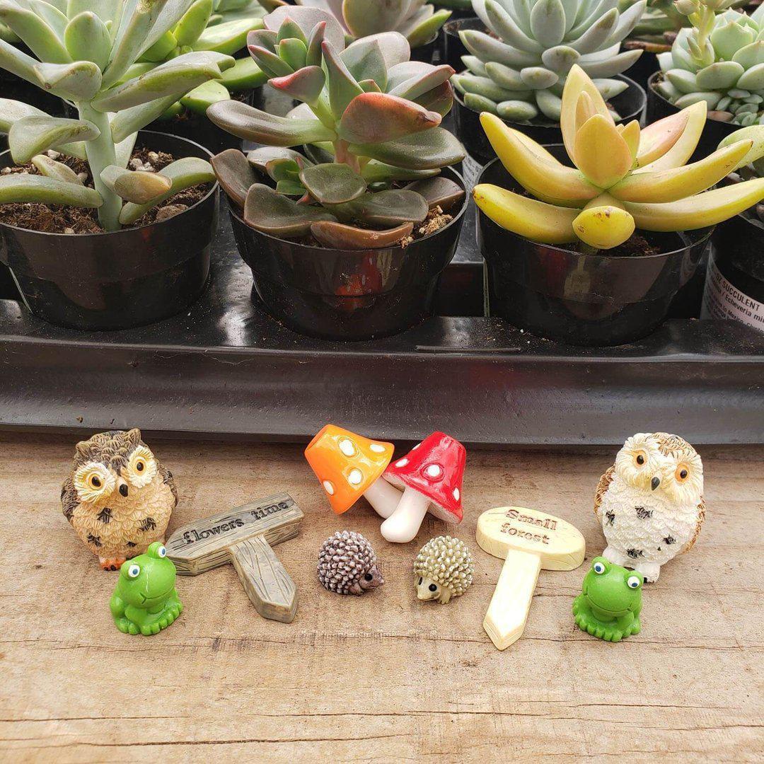 DIY Airplant Terrarium Kit-Succulent - Gift-The Succulent Source