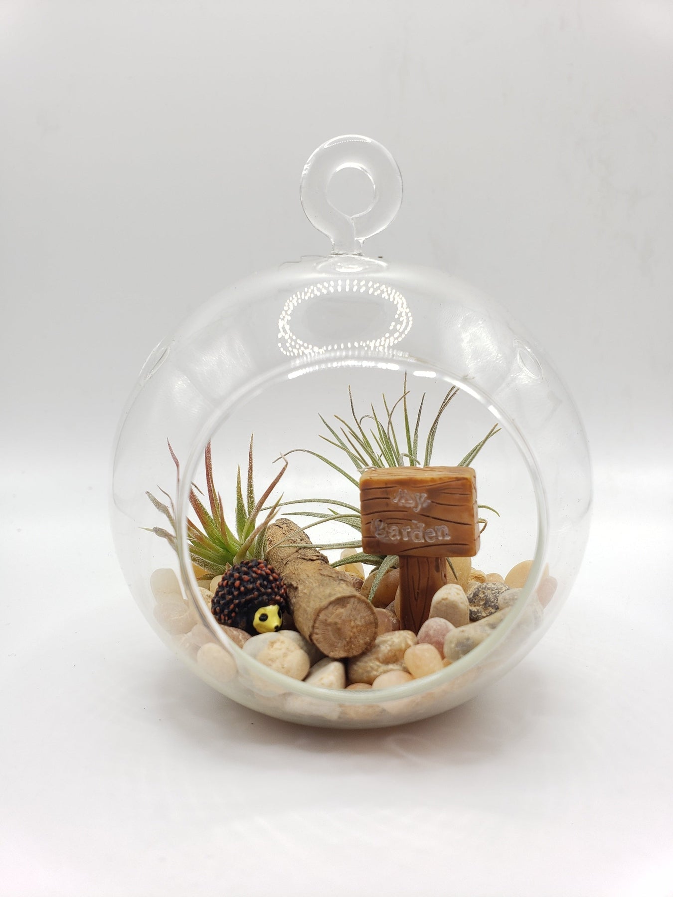 DIY Air Plant Terrarium Kit-Succulent - Gift-The Succulent Source