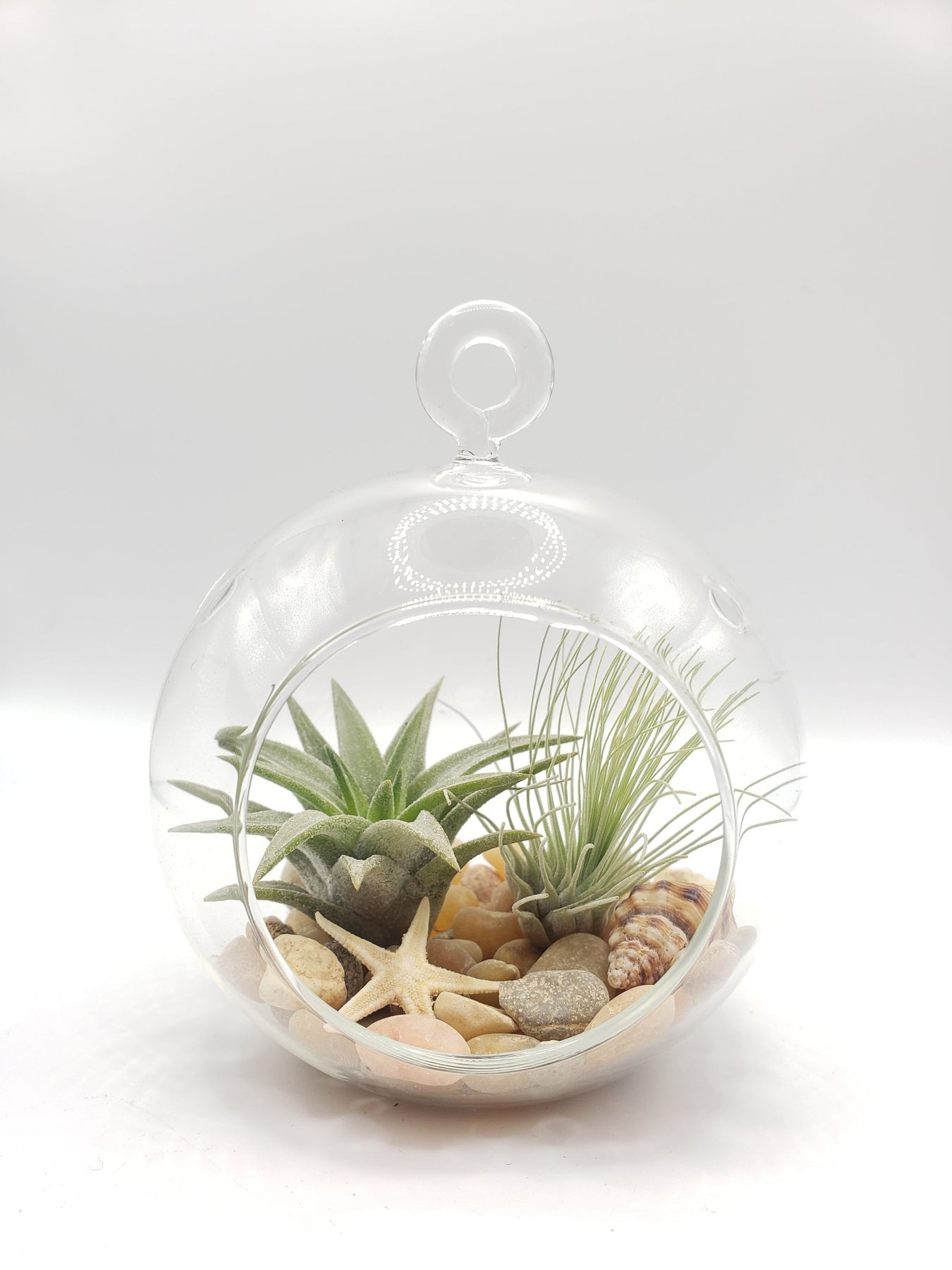 succulent terrarium gifts DIY Air Plant Terrarium Kit