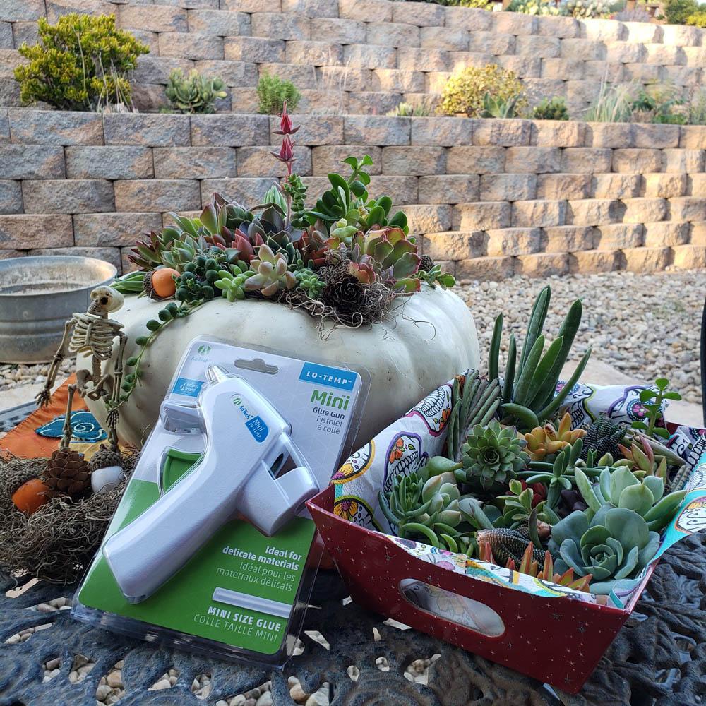 everything succulent DIY Pumpkin Succulent Kit Fall Decor Halloween Decor Large