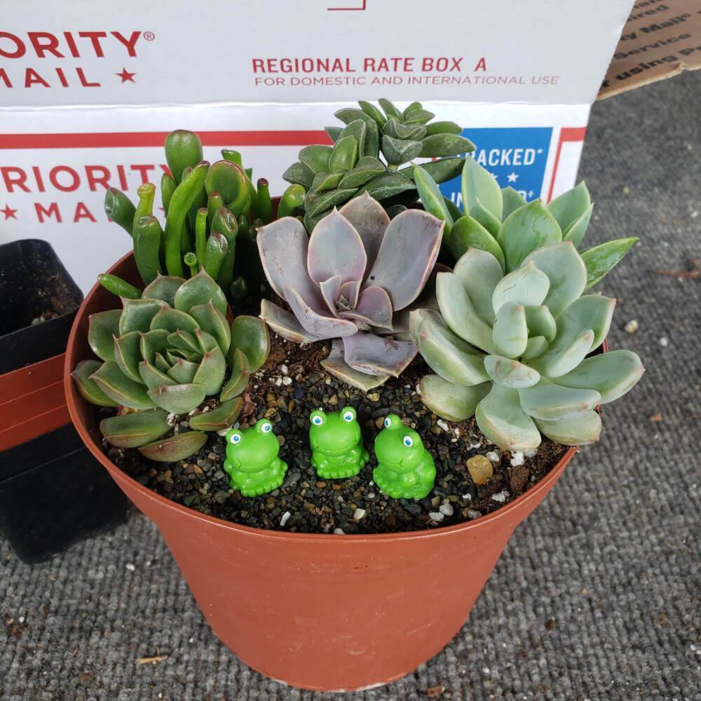 succulent potting kit DIY Garden Kit for Kids Learning