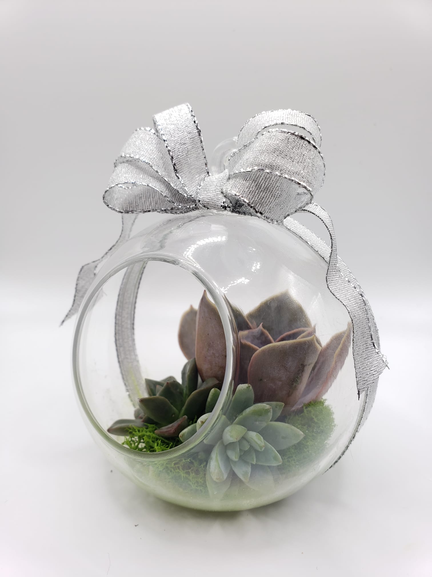 DIY Hanging Terrarium Globe-Succulent - Gift-The Succulent Source