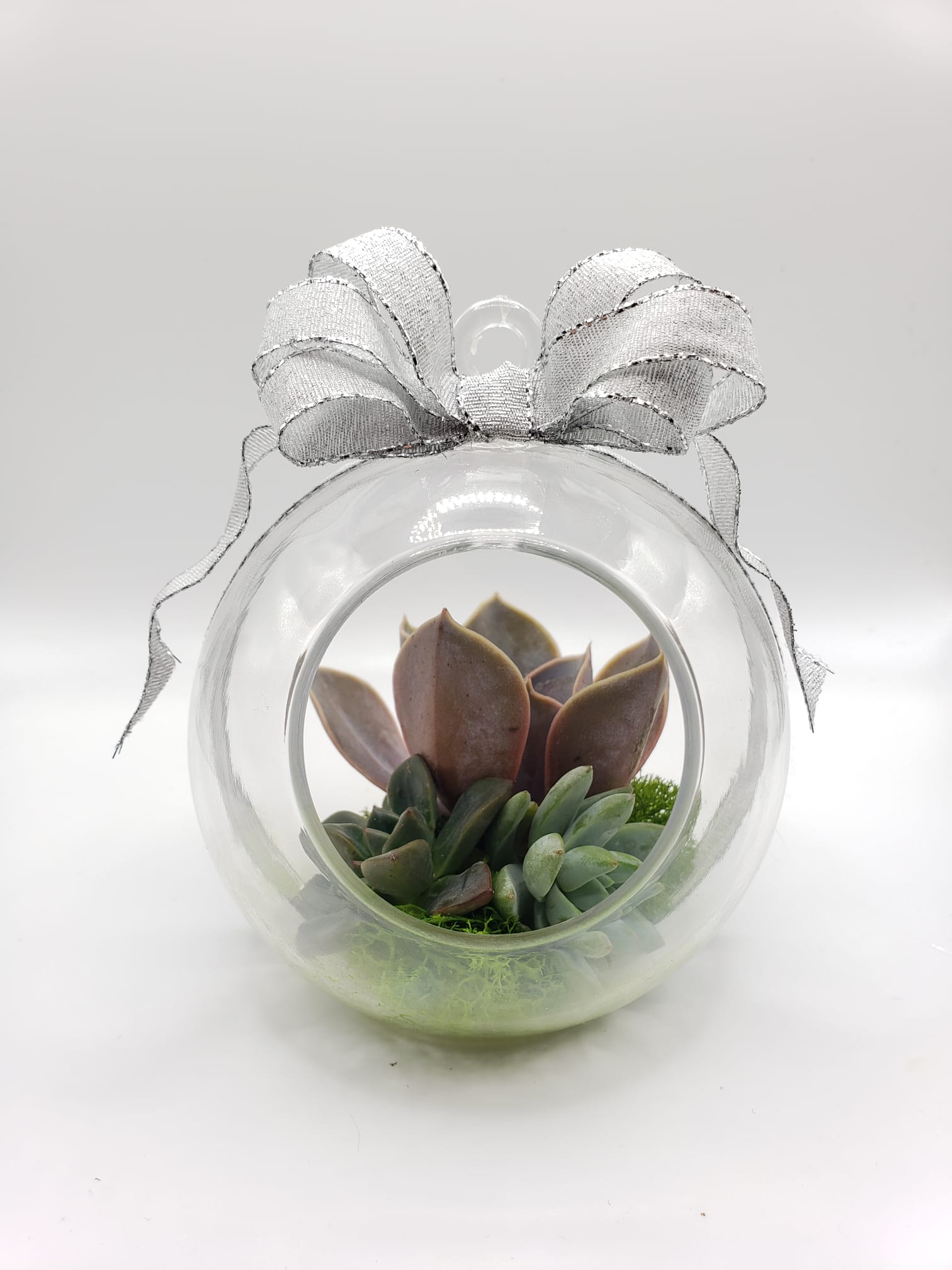 globe succulents DIY Hanging Terrarium Globe