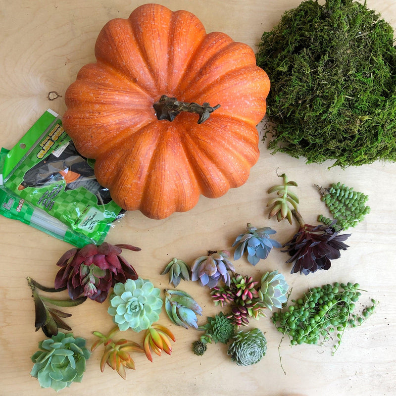 DIY Succulent Trimmed Pumpkin Kit.