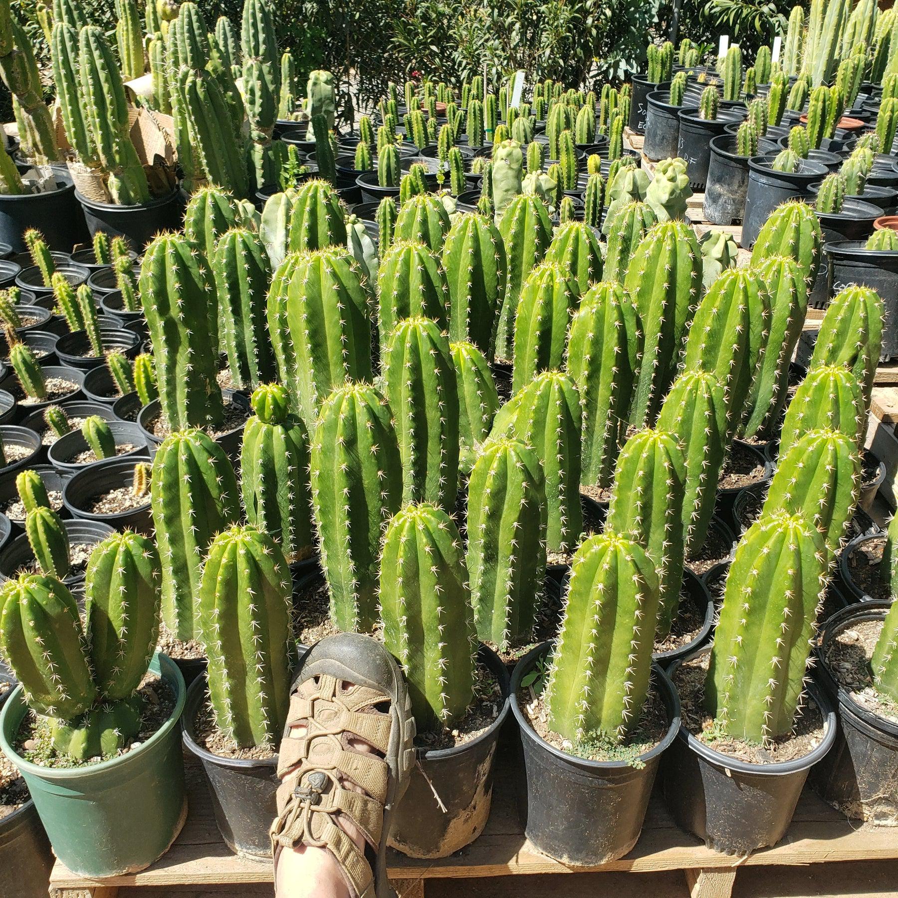 #EC04 EXACT Trichocereus Pachanoi Jiimz Long Spine Cactus 8-10"-Cactus - Large - Exact-The Succulent Source