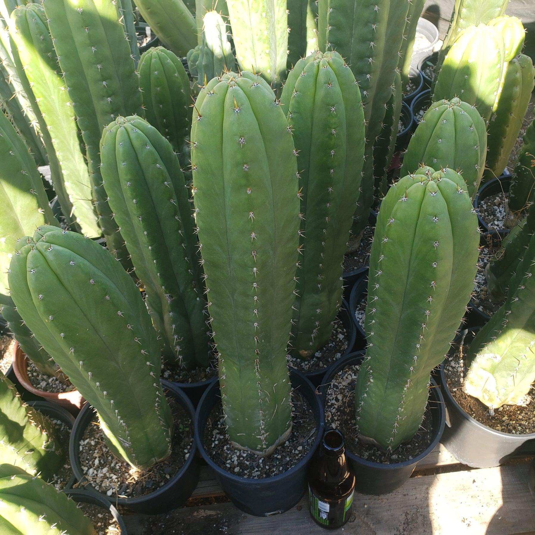#EC05 EXACT Trichocereus Pachanoi Monstrose Cactus 6.5"-Cactus - Large - Exact-The Succulent Source