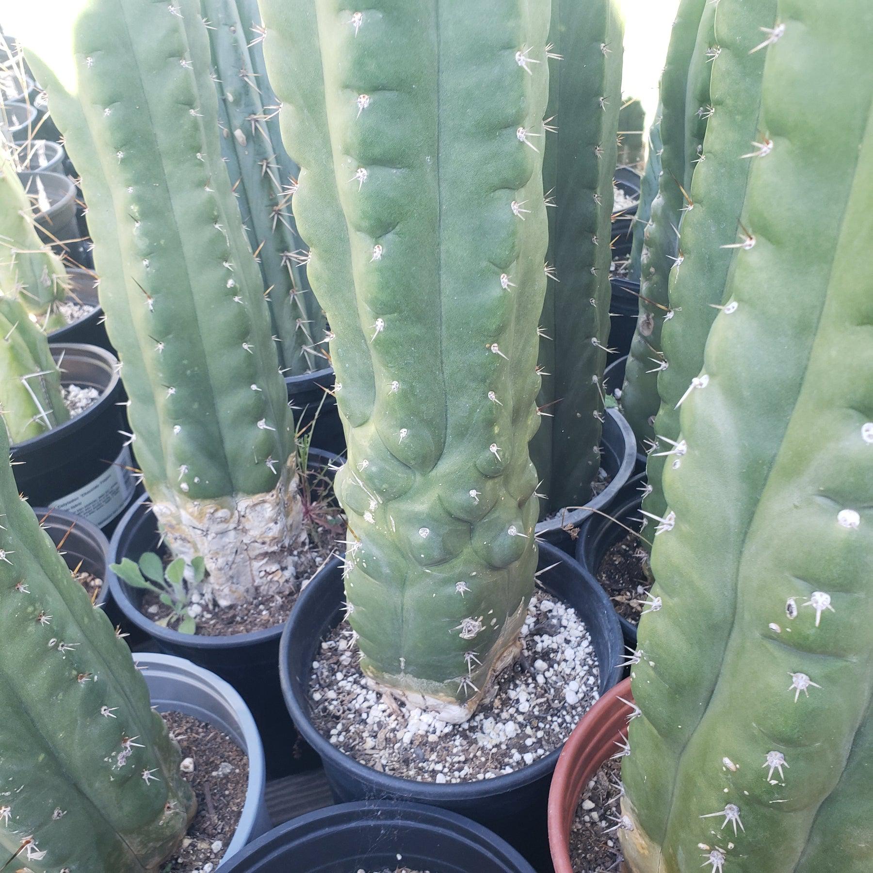 #EC05 EXACT Trichocereus Pachanoi Monstrose Cactus 6.5"-Cactus - Large - Exact-The Succulent Source