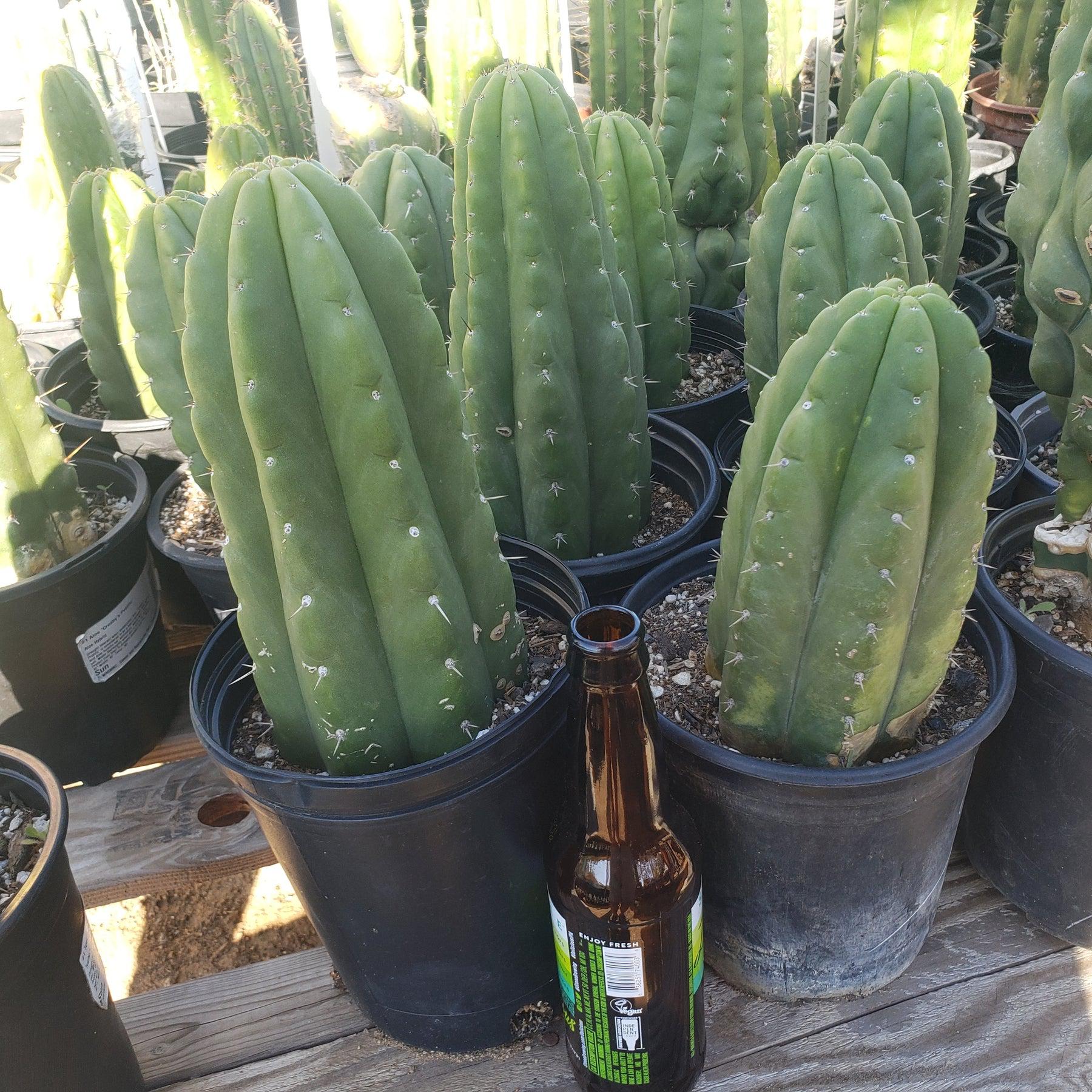 #EC05 EXACT Trichocereus Pachanoi Monstrose Cactus 6.5"-Cactus - Large - Exact-The Succulent Source