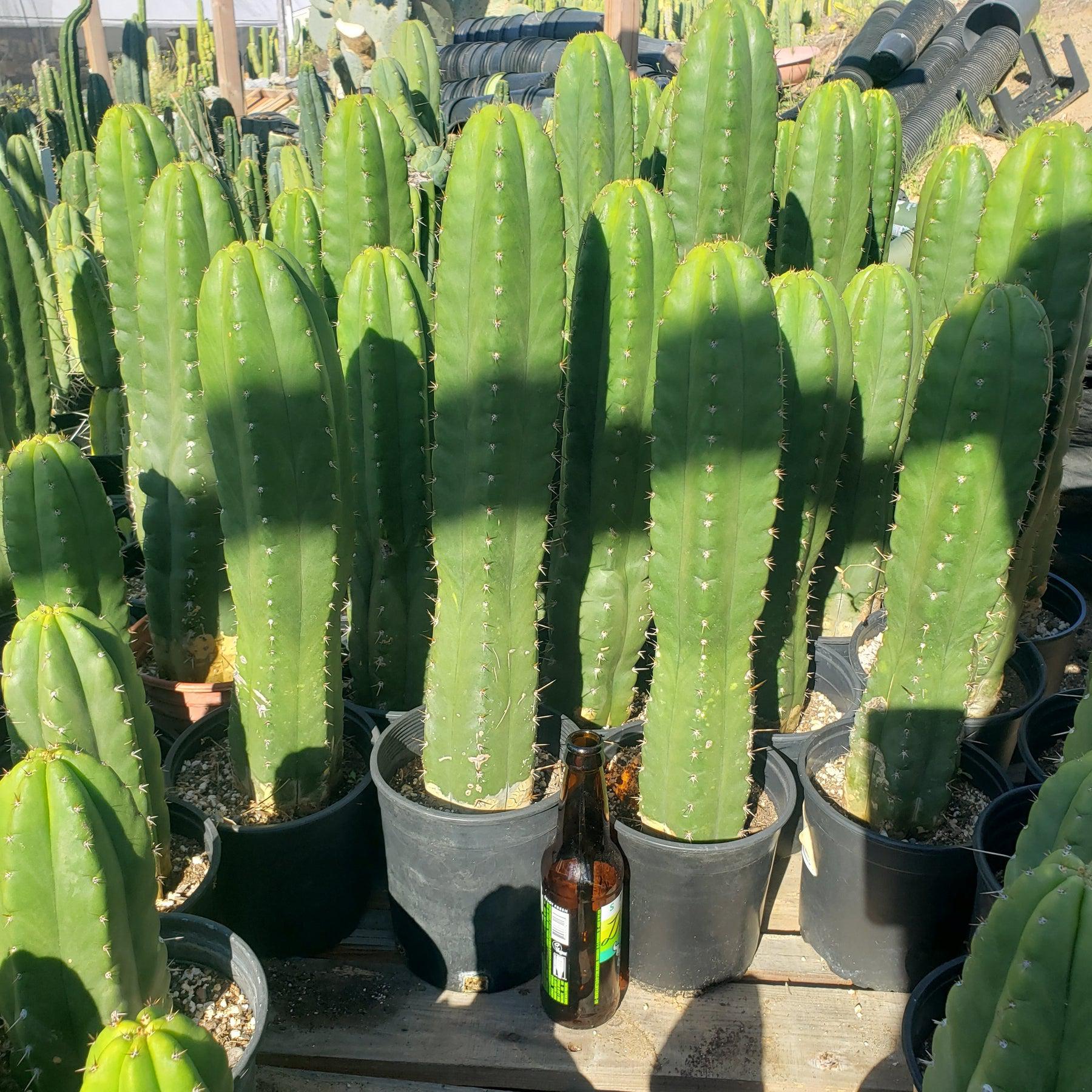 #EC05 EXACT Trichocereus Pachanoi Monstrose Cactus 6.5"-Cactus - Large - Exact-The Succulent Source