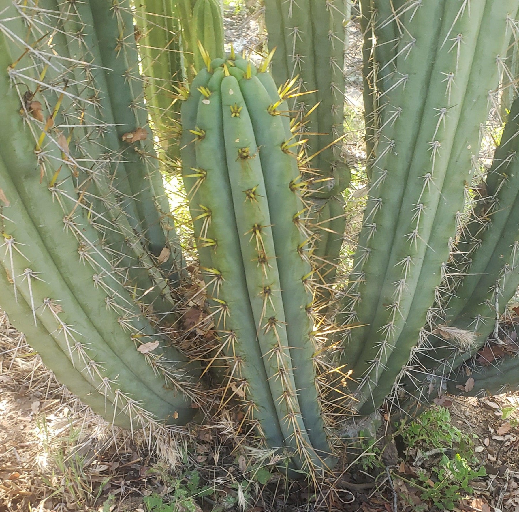 #EC107 EXACT Trichocereus Bridgesoid "SunSpine" cutting-Cactus - Large - Exact-The Succulent Source