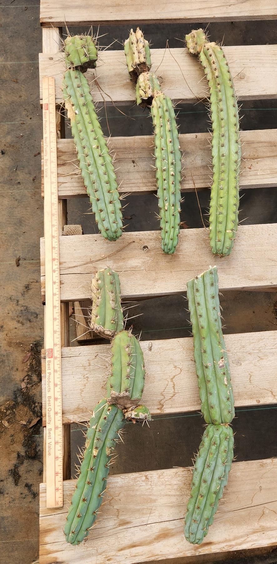 #EC107 EXACT Trichocereus Bridgesoid "SunSpine" cutting-Cactus - Large - Exact-The Succulent Source
