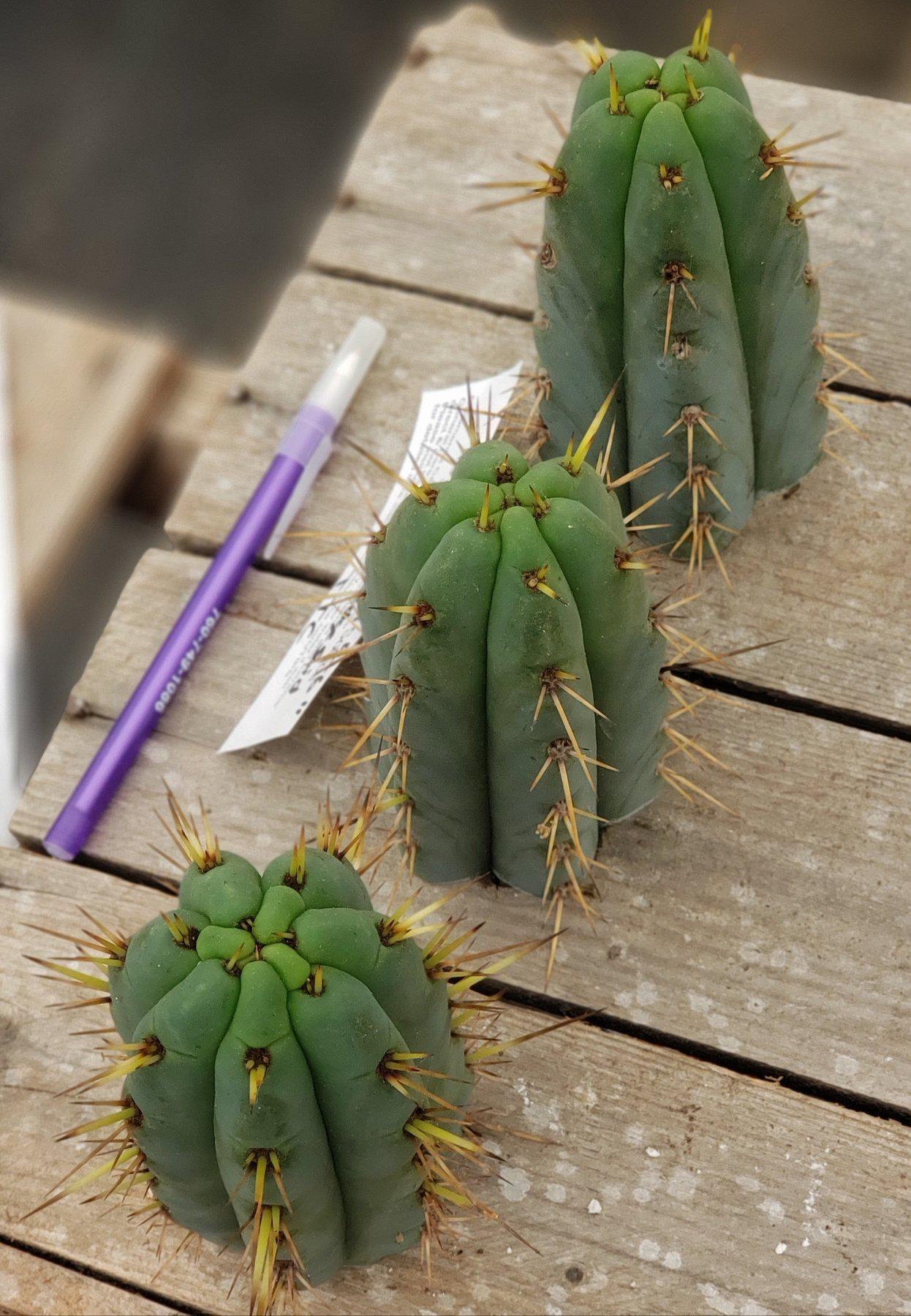 #EC107 EXACT Trichocereus Bridgesoid cutting 5-6"-Cactus - Large - Exact-The Succulent Source
