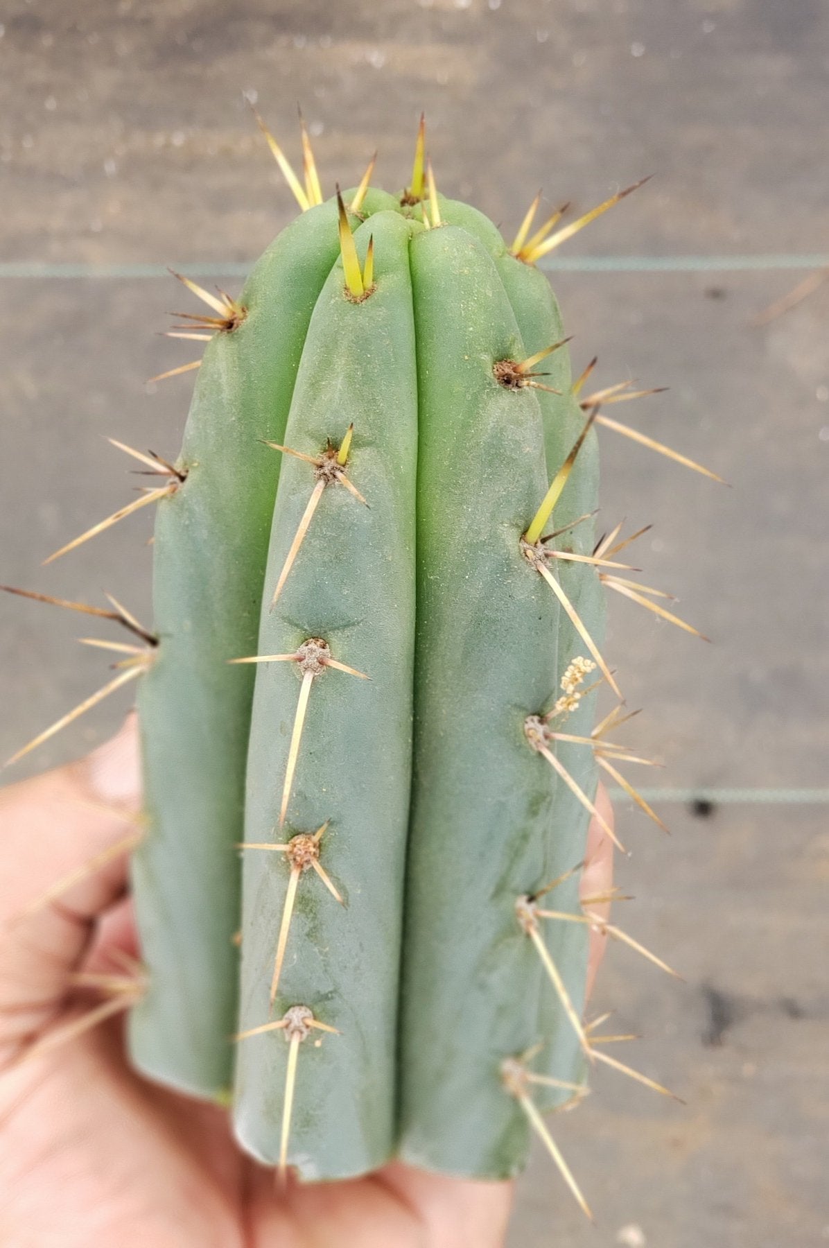 #EC107 EXACT Trichocereus Bridgesoid cutting 5-6"-Cactus - Large - Exact-The Succulent Source