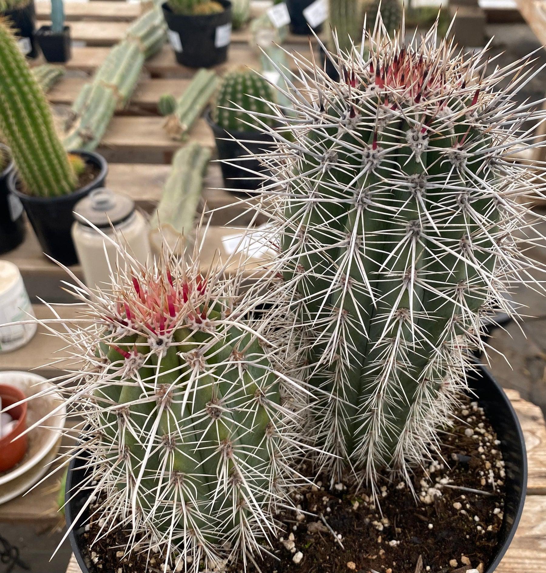 #EC110 EXACT Pachycereus Pringlei Cardon Ornamental Cactus 8" and 5"-Cactus - Large - Exact-The Succulent Source