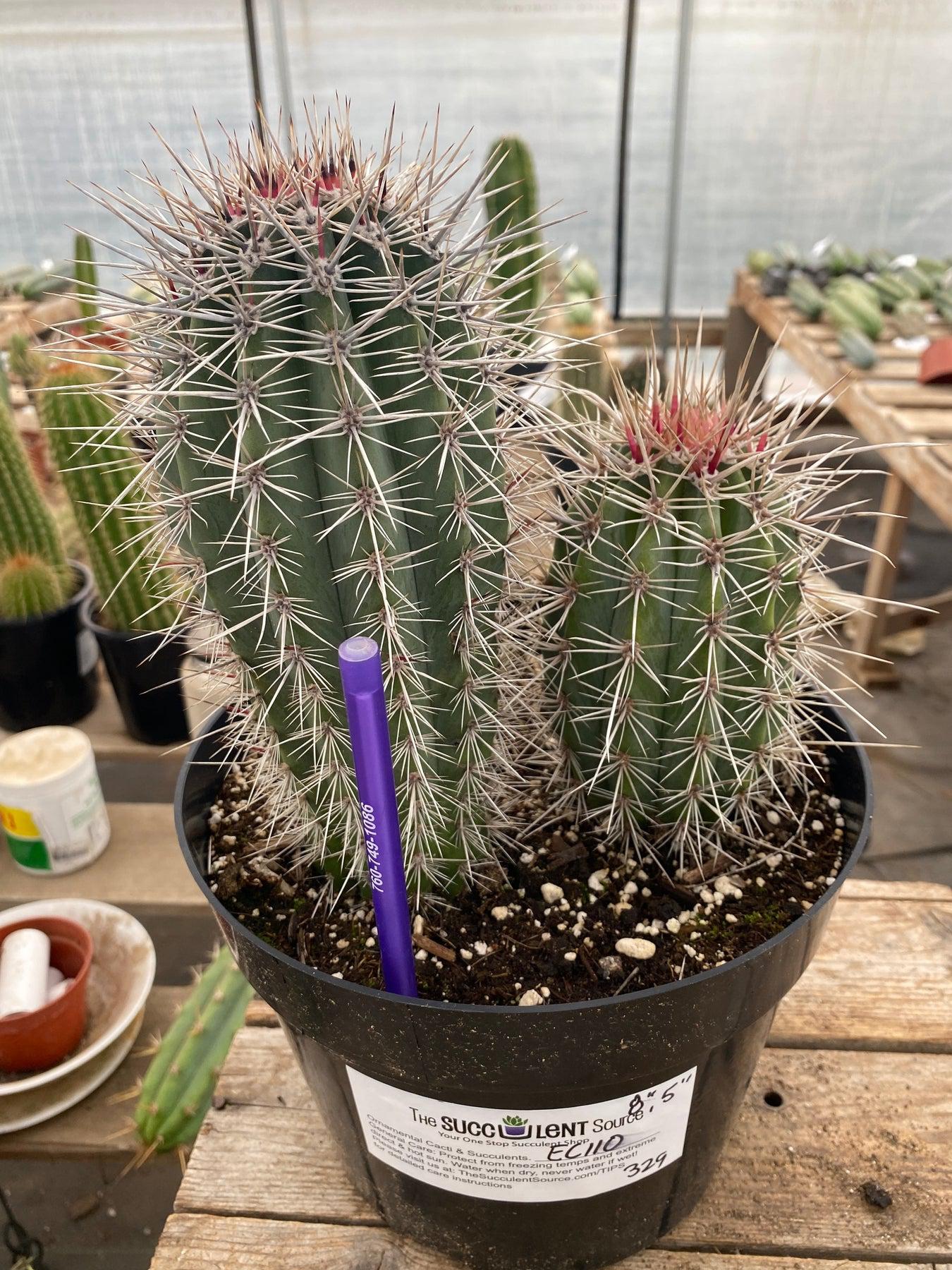 #EC110 EXACT Pachycereus Pringlei Cardon Ornamental Cactus 8