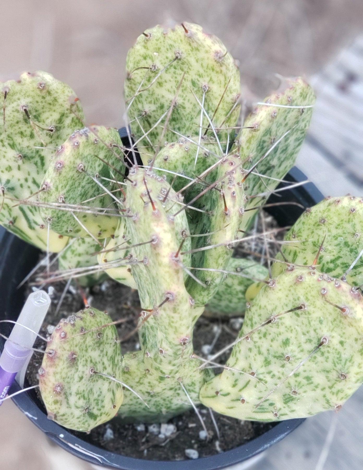 #EC113 EXACT Opuntia Hybrid Sunburst-Cactus - Large - Exact-The Succulent Source